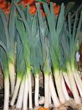 Garden leek